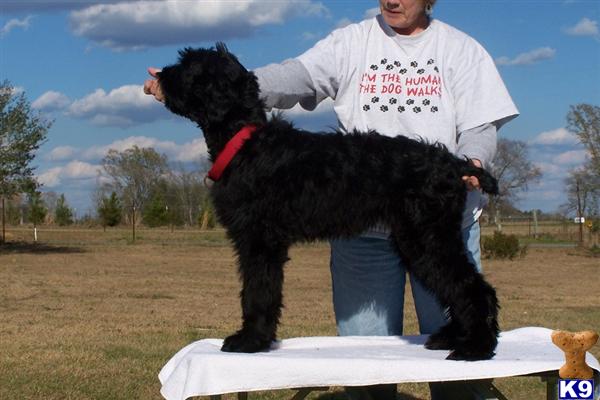 Black Russian Terrier